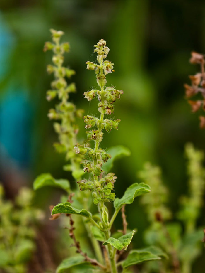 Flowering holy basil plant