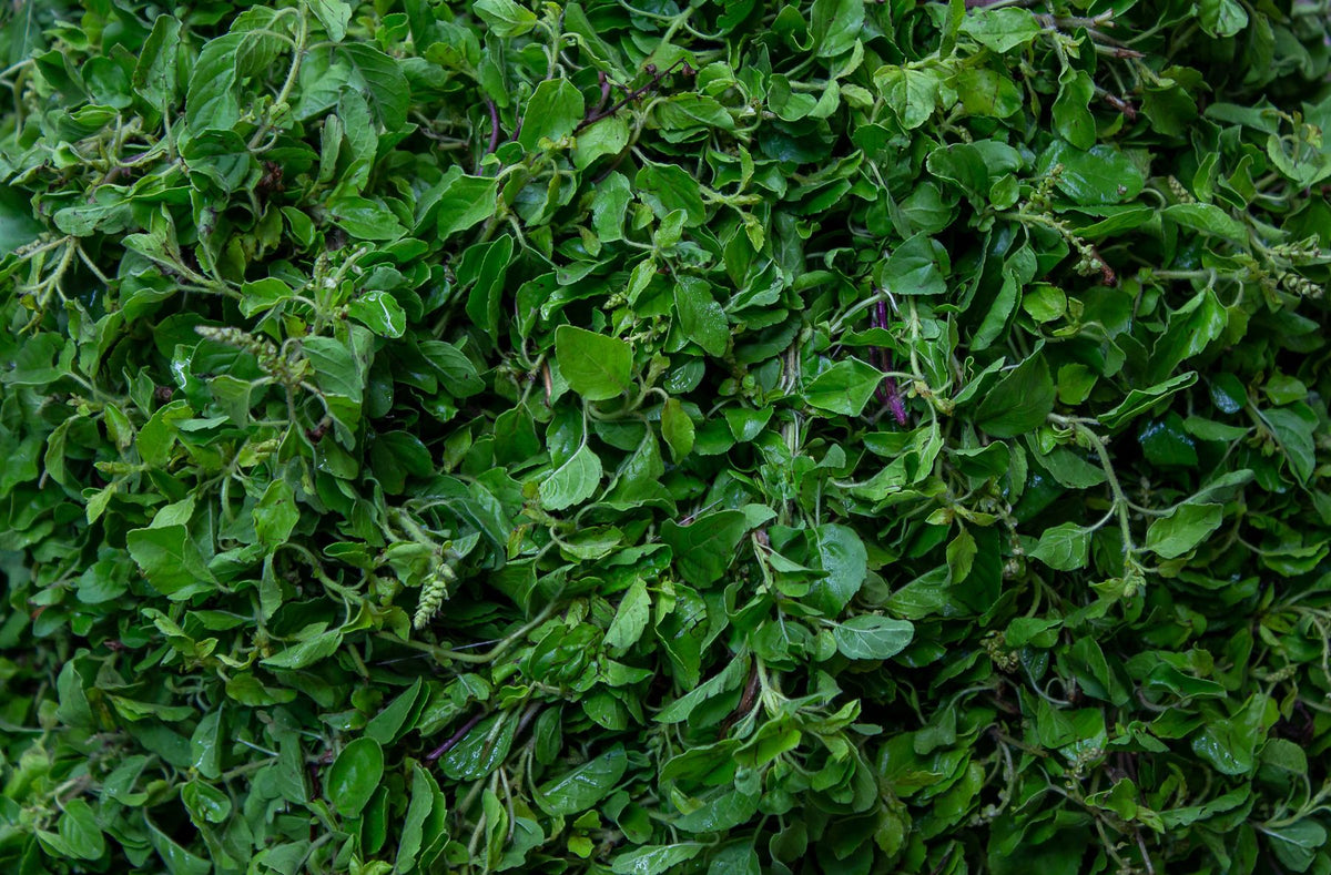 Fresh basil leaves